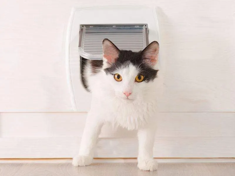 Cat Door to Suit Insect Screen