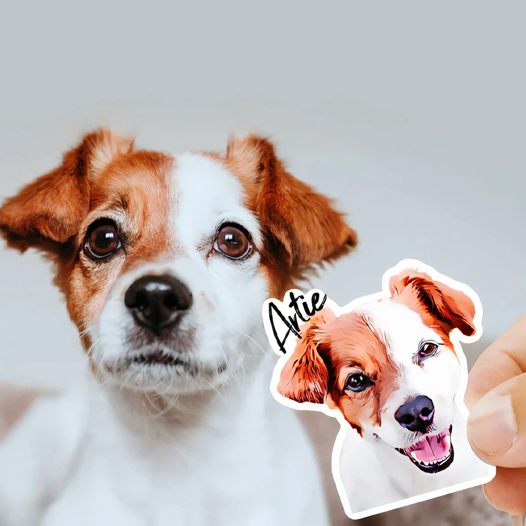 Custom Pet Stickers