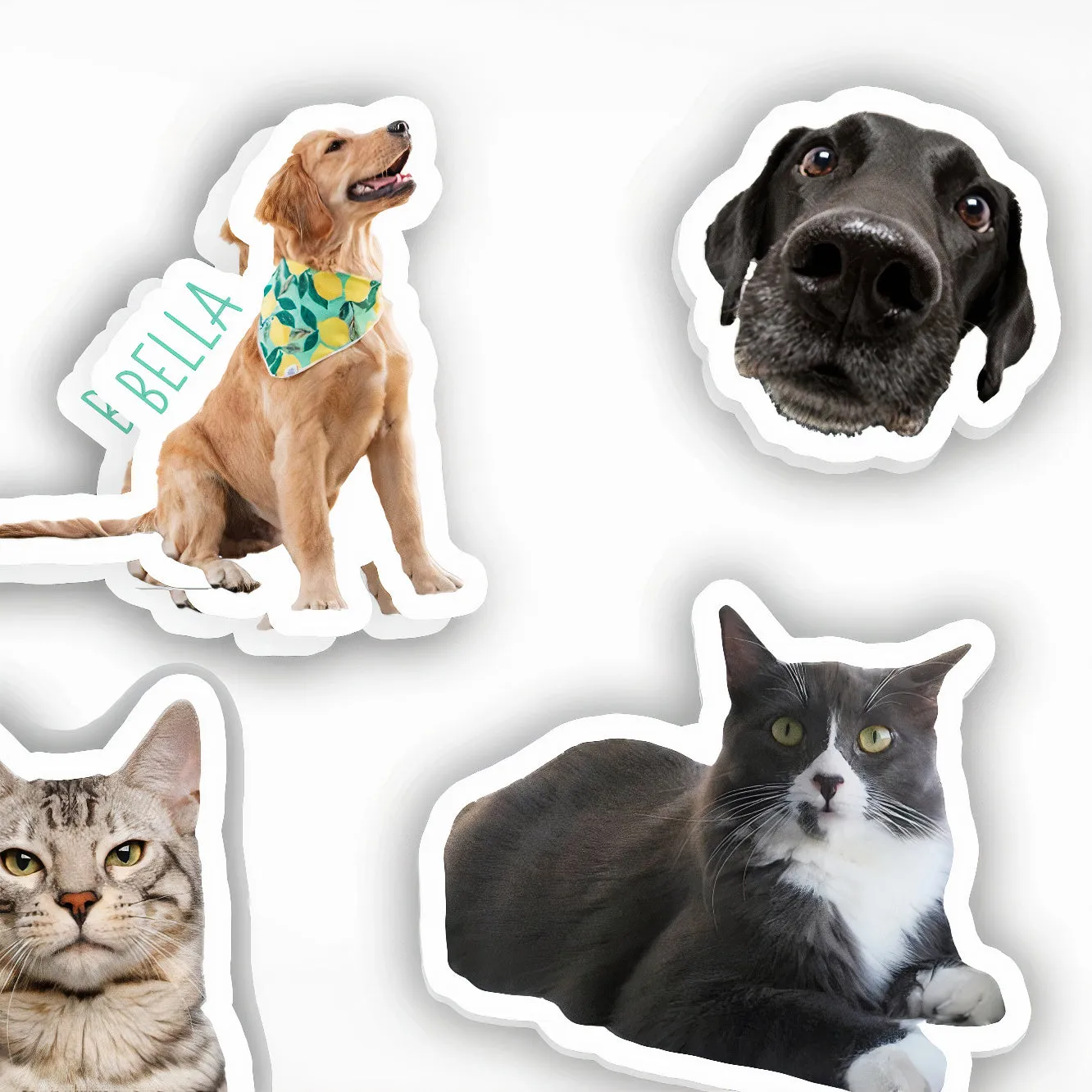Custom Pet Stickers