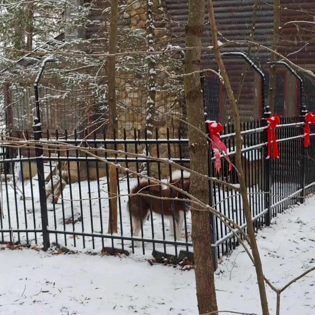 Houdini-Proof Fence Extender for Dogs