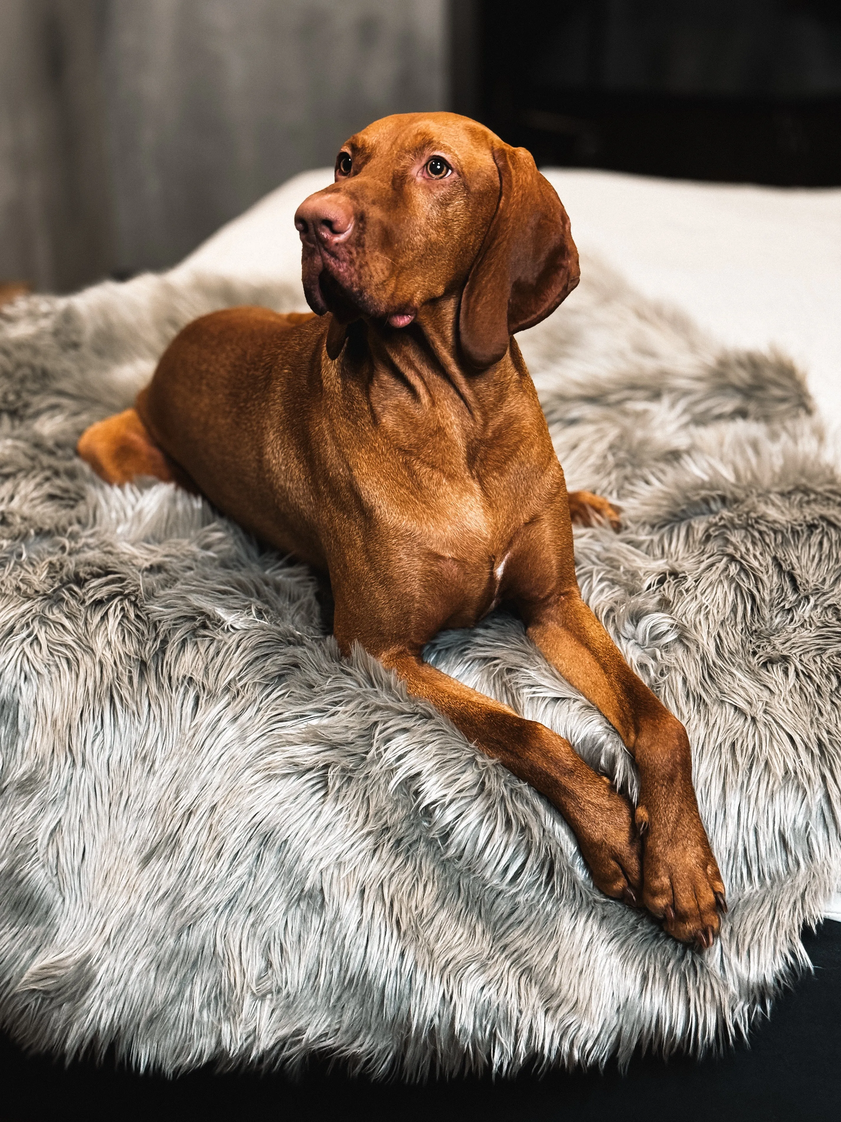 IHAPPYDOG Waterproof Faux Fur Dog Blanket, Plush Throw for Sleeping and Comfort, Couch Cover for Dogs, Pet Bed, Sofa, Car, Furniture Protector with Soft, Stain Resistant Surface, Machine Washable