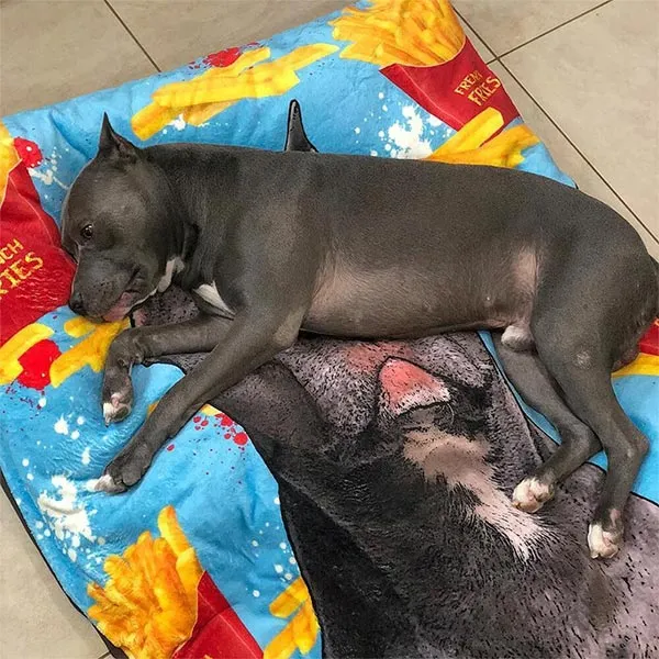Original Pet Pop Art Dog Bed