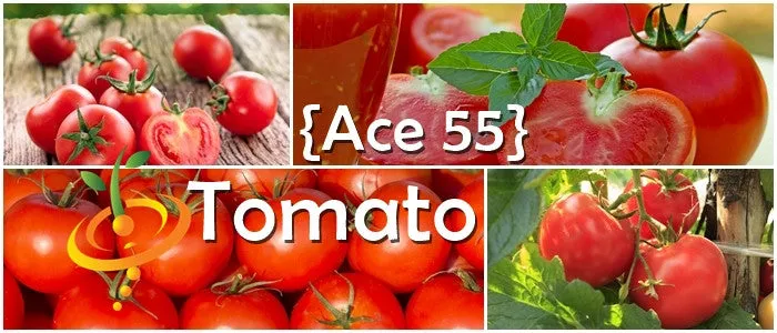 Tomato - Ace 55 (Determinate)