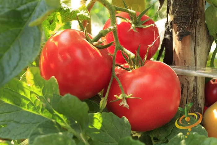 Tomato - Ace 55 (Determinate)