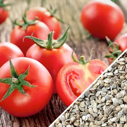 Tomato - Ace 55 (Determinate)