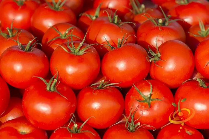 Tomato - Ace 55 (Determinate)